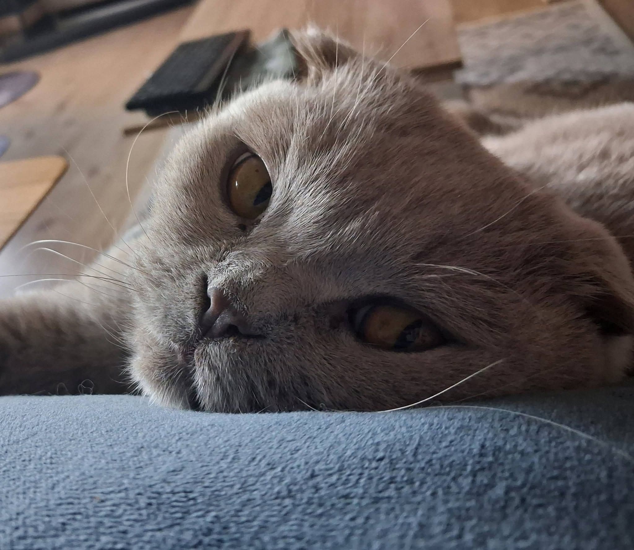 Ailenin Yeni "Bilgesi": Paşa Gönlüne Göre Yer Arıyor!, Scottish Fold Kedi, Elmalı / Antalya