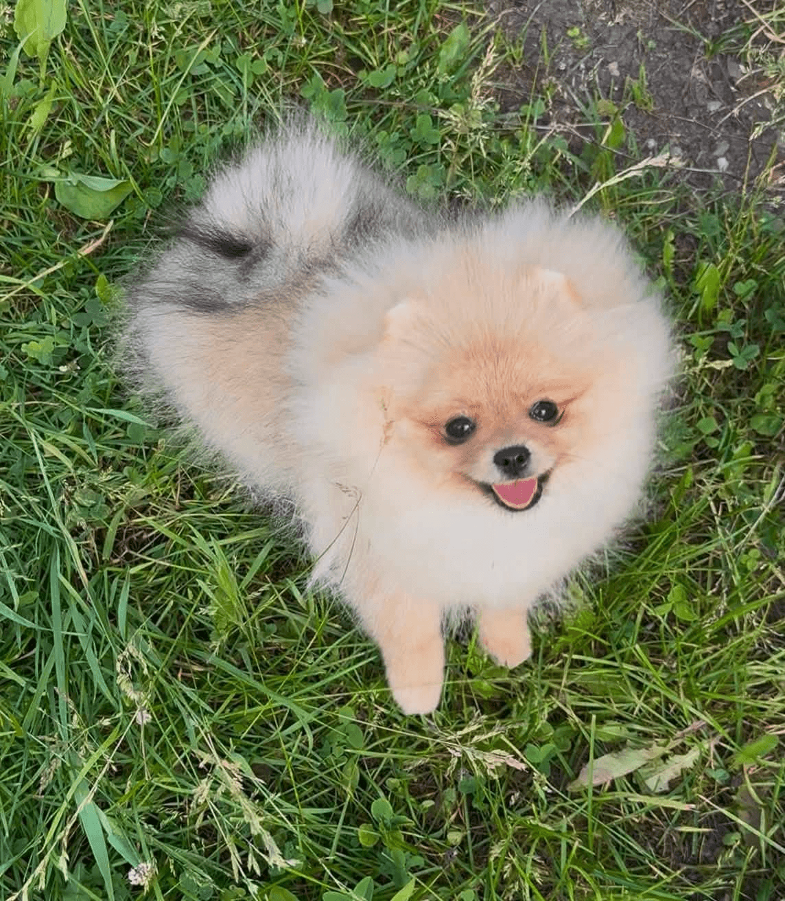 Ailemizin Yeni Üyesi Olacak Pomeranian Yavruları İçin İletişime Geçin, Pomeranian Köpek, Ilgaz / Çankırı