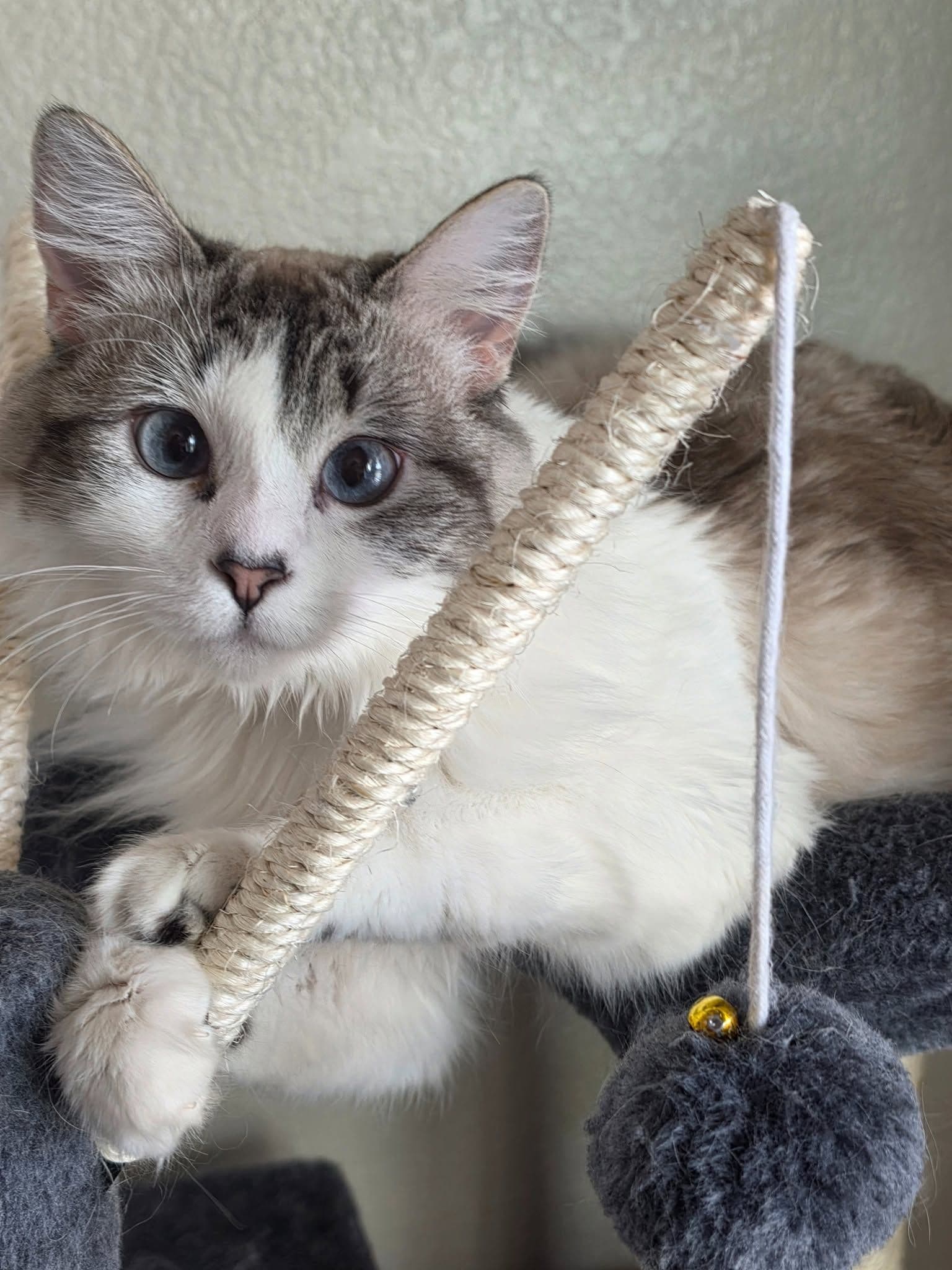 Mavi Gözlü Pamuk Prens, Ragdoll Kedi, Bayındır / İzmir