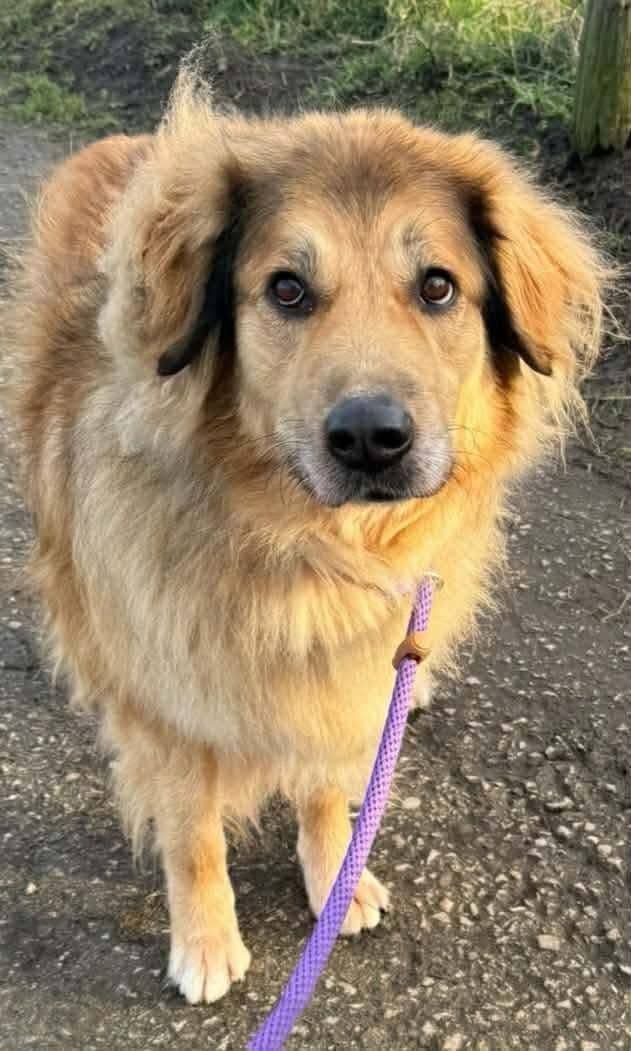 Asil Bakışlı Yeleli Dostumuza Ömürlük Yuva, Golden Retriever Köpek, Ümraniye / İstanbul