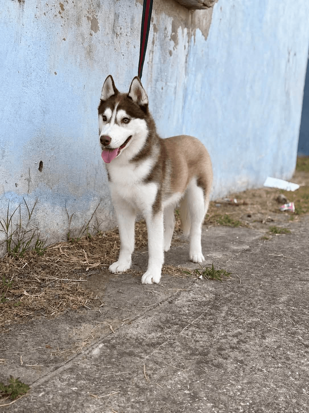 Ömürlük Yuvasını Arıyor: Genç Kızıl-Beyaz Sibirya Kurdu (Husky)!, Husky Köpek, Delice / Kırıkkale