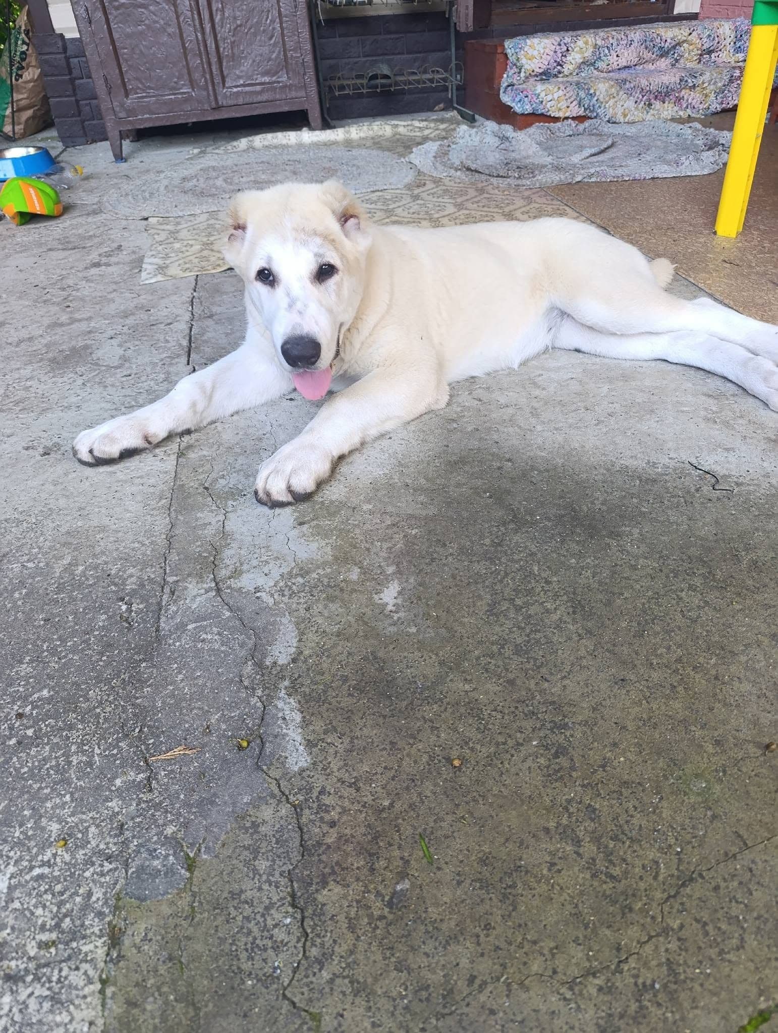 İri Kemikli Krem Renk Alabay Yavrusu, Alabay Köpek, Damal / Ardahan