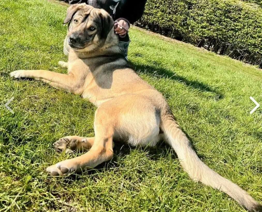 ACİL YUVA!, Karışık / Melez Köpek, Ataşehir / İstanbul