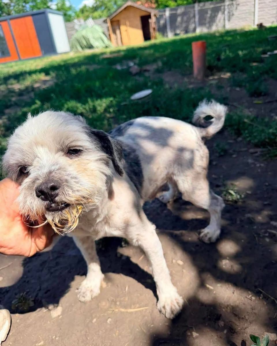 ÇOK ACİL YUVA! Sakallı Minik Ufağımıza Yuva, Maltese Terrier Köpek, Beykoz / İstanbul