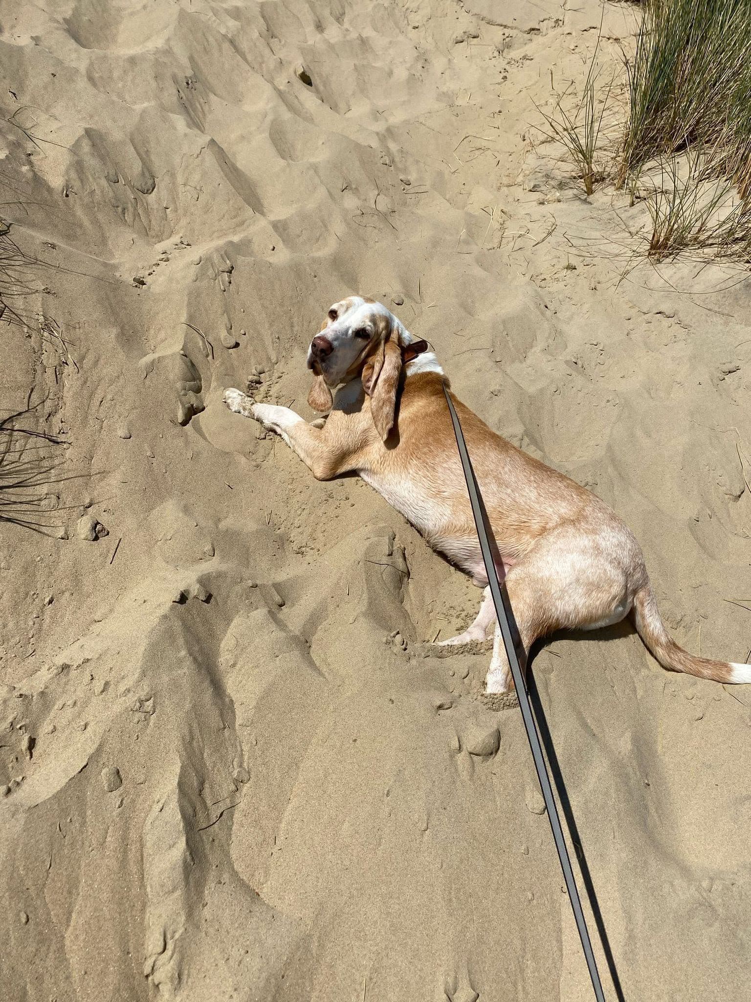 Dev oğlumuza ömürlük, sıcak bir yuva arıyoruz . ev ortamına tam alışkın, Pointer Köpek, Keşan / Edirne