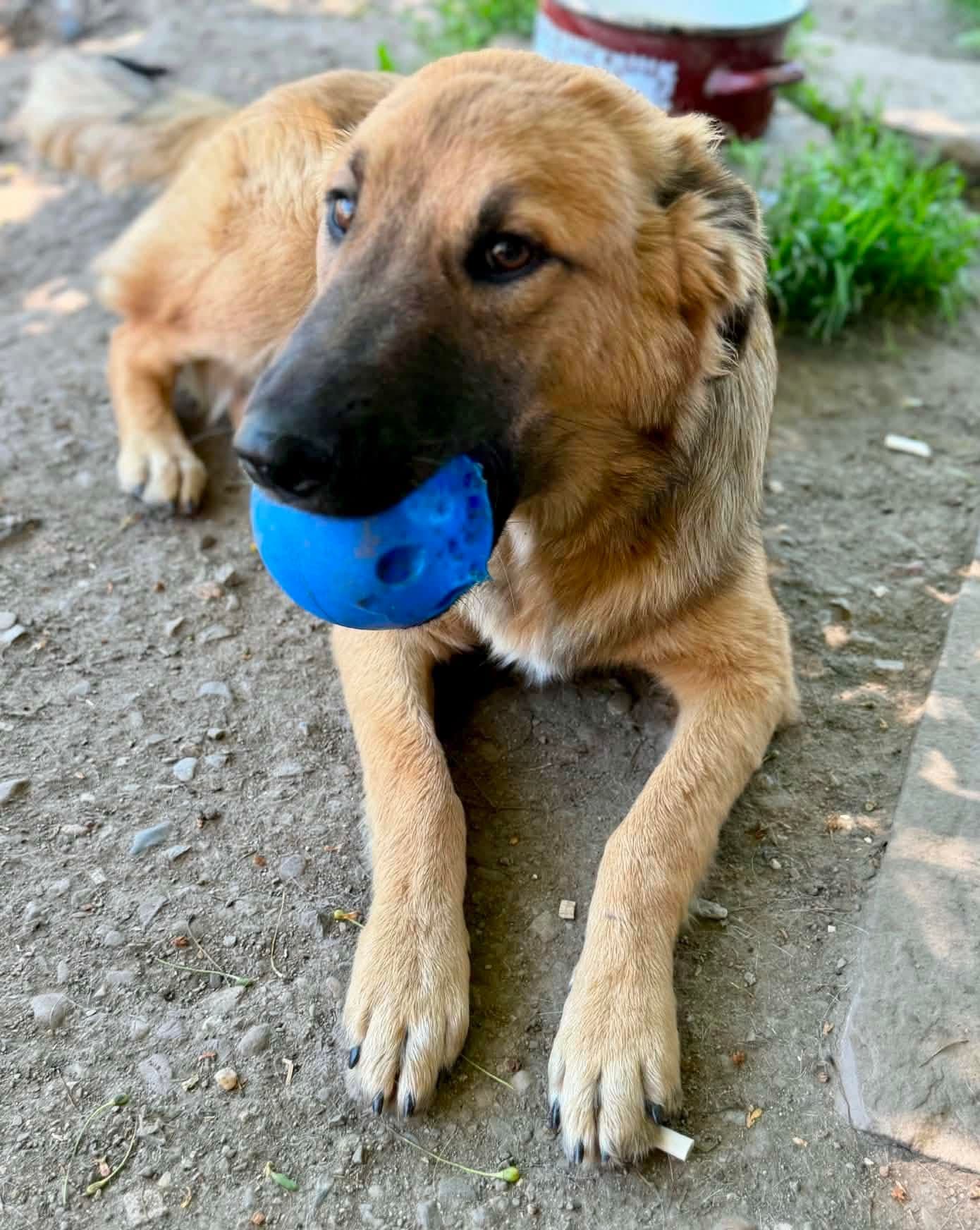 Top Oynamayı Çok Seven Oyuncu, Karışık / Melez Köpek, Çatalpınar / Ordu