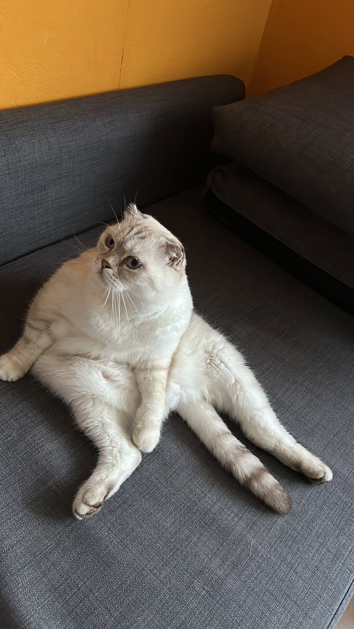 Scottish Fold Kedimize Sevgi Dolu Yuva! 🐱✨ (Sahiplendirme), Scottish Fold Kedi, Sarıyer / İstanbul