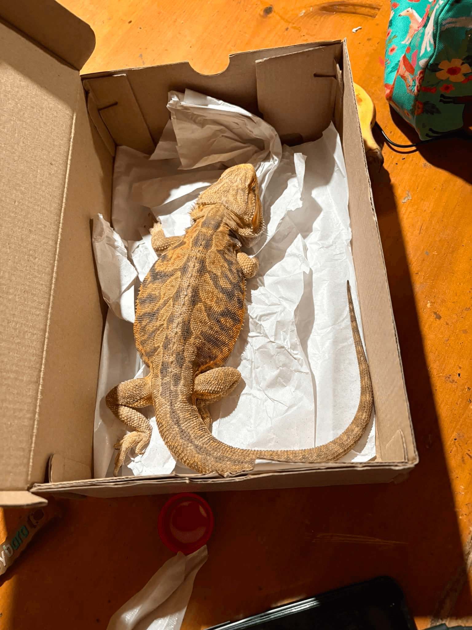 Sağlıklı Sakallı Ejder (Bearded Dragon) - Citrus Morph - Sakallı Ejder Balık - Afyonkarahisar