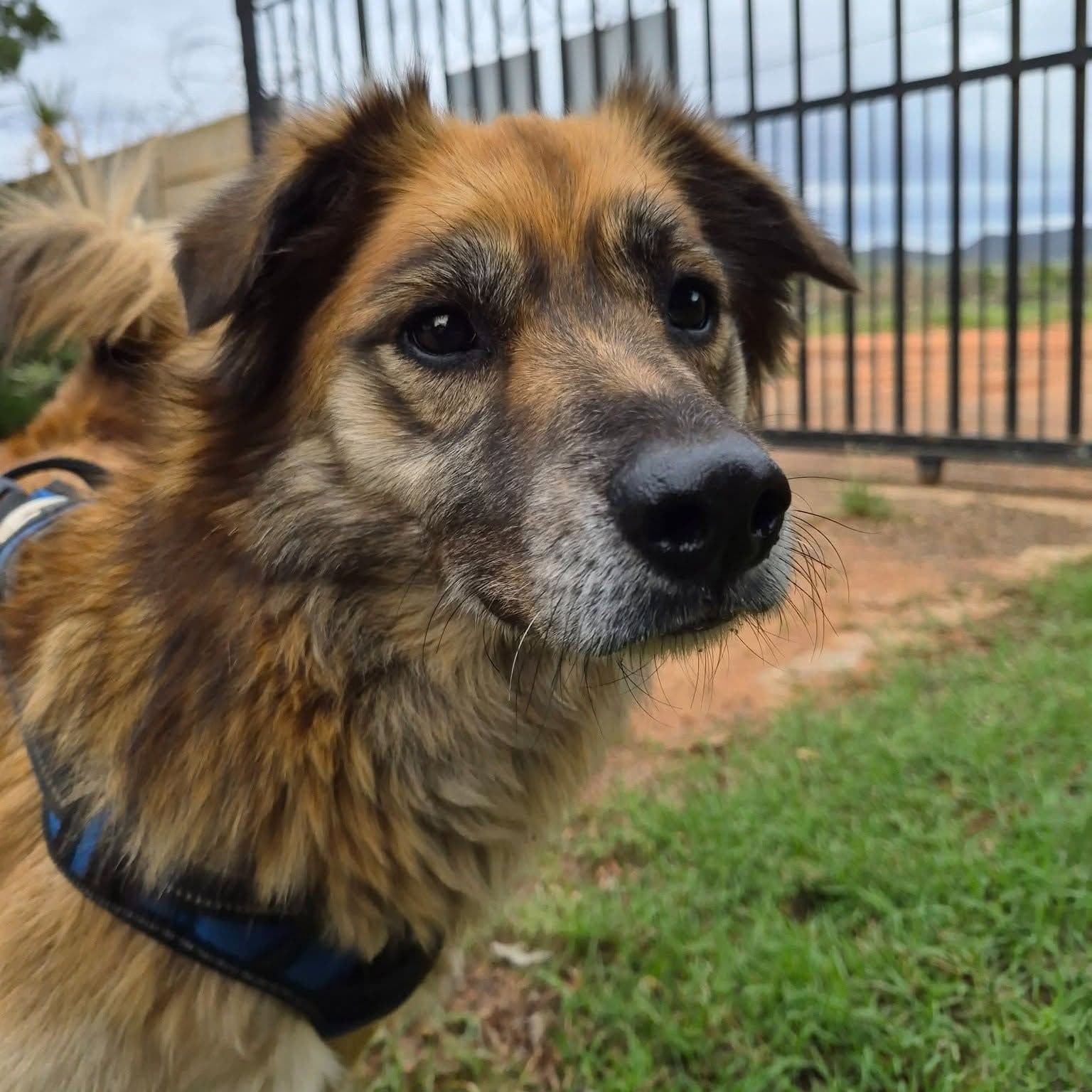 Gezmeyi Çok Seven Paşa, Spitz Köpek, Keçiören / Ankara