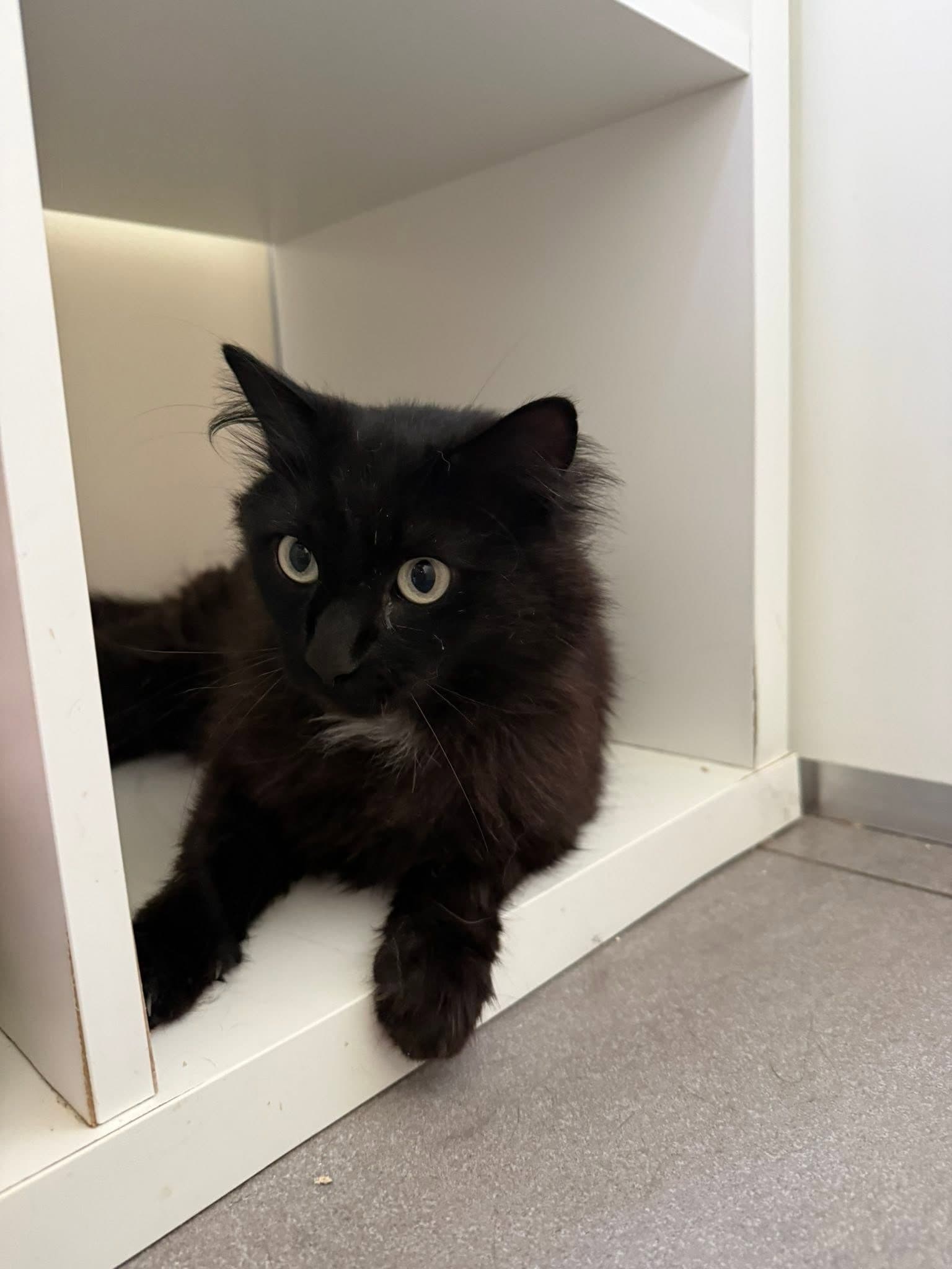 Siyah kedimiz için kalıcı bir yuva arıyoruz - Melez Kedi - Amasya