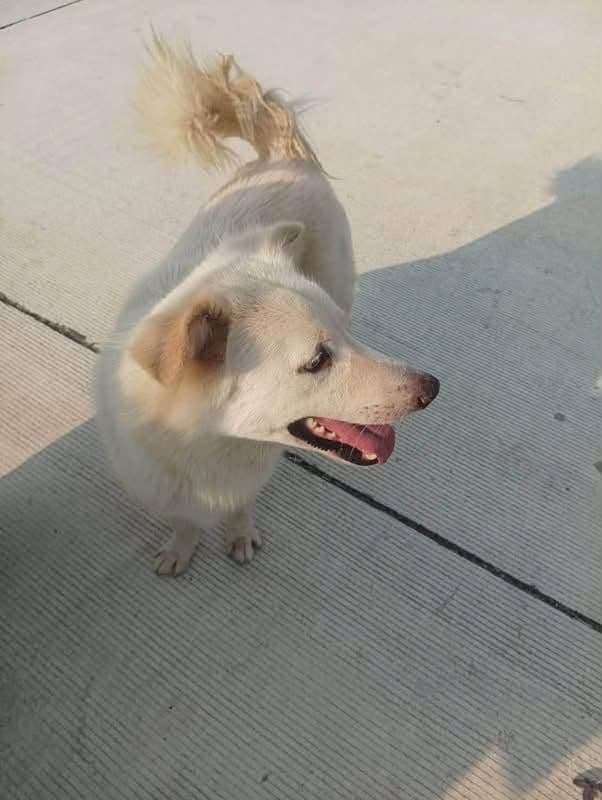 Kalıcı bir yuva arıyoruz, Spitz Köpek, Gölbaşı / Adıyaman