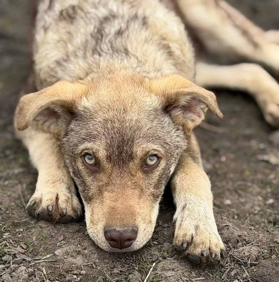 Büyüdüğünde Harika Bir Sadık Dost Olacak Özel Görünümlü Yavru, Diğer Köpek, Ümraniye / İstanbul