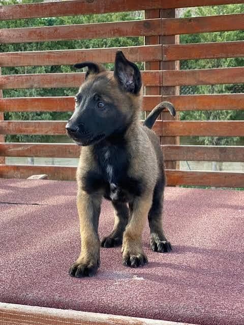 Disi 3 aylik malinois, Belçika Malinois Köpek, Maltepe / İstanbul