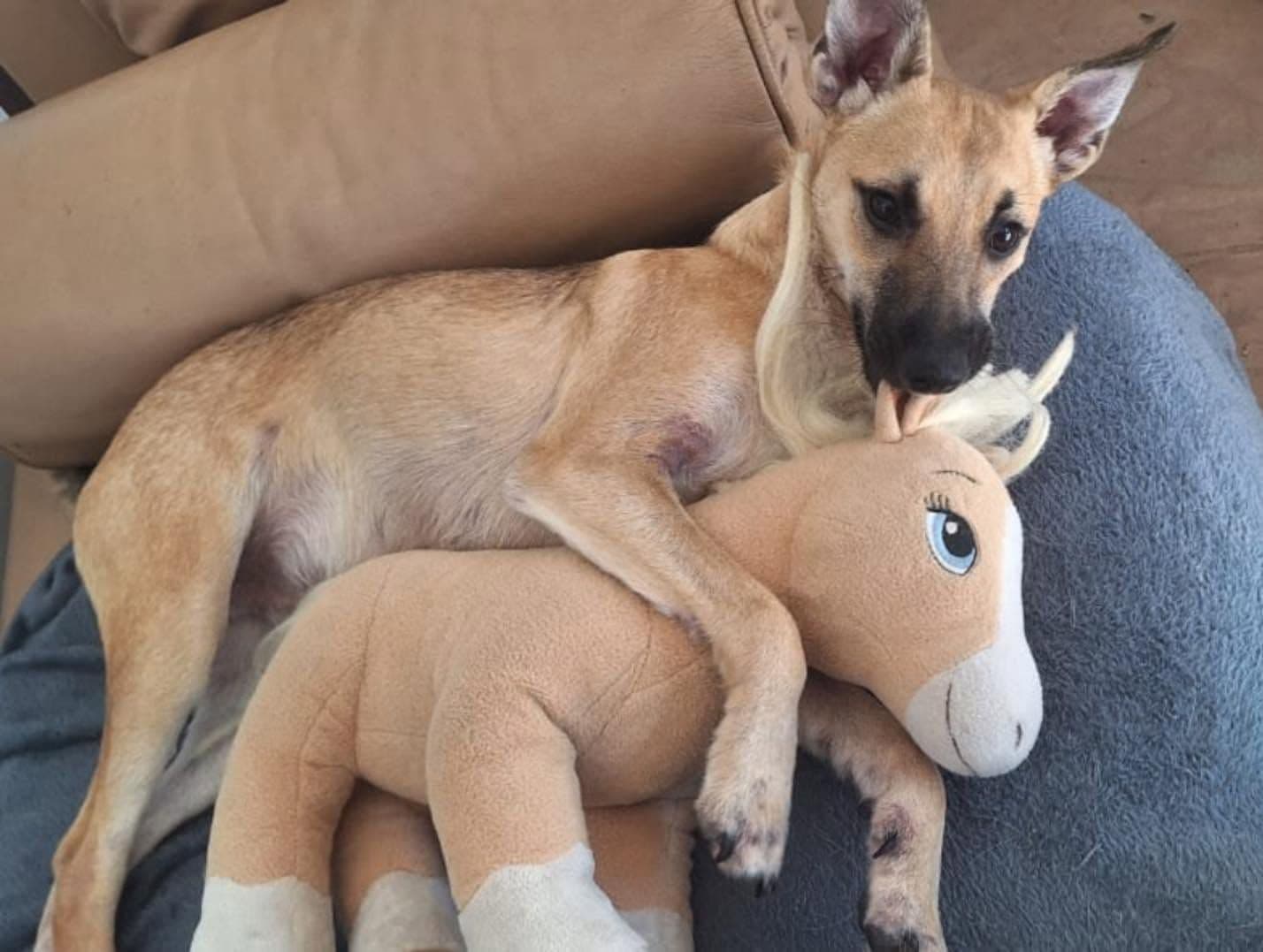 Maya’ya Gerçekten Bakabilecek Güzel Bir Yuva Arıyorum, Köpek, Çekmeköy / İstanbul