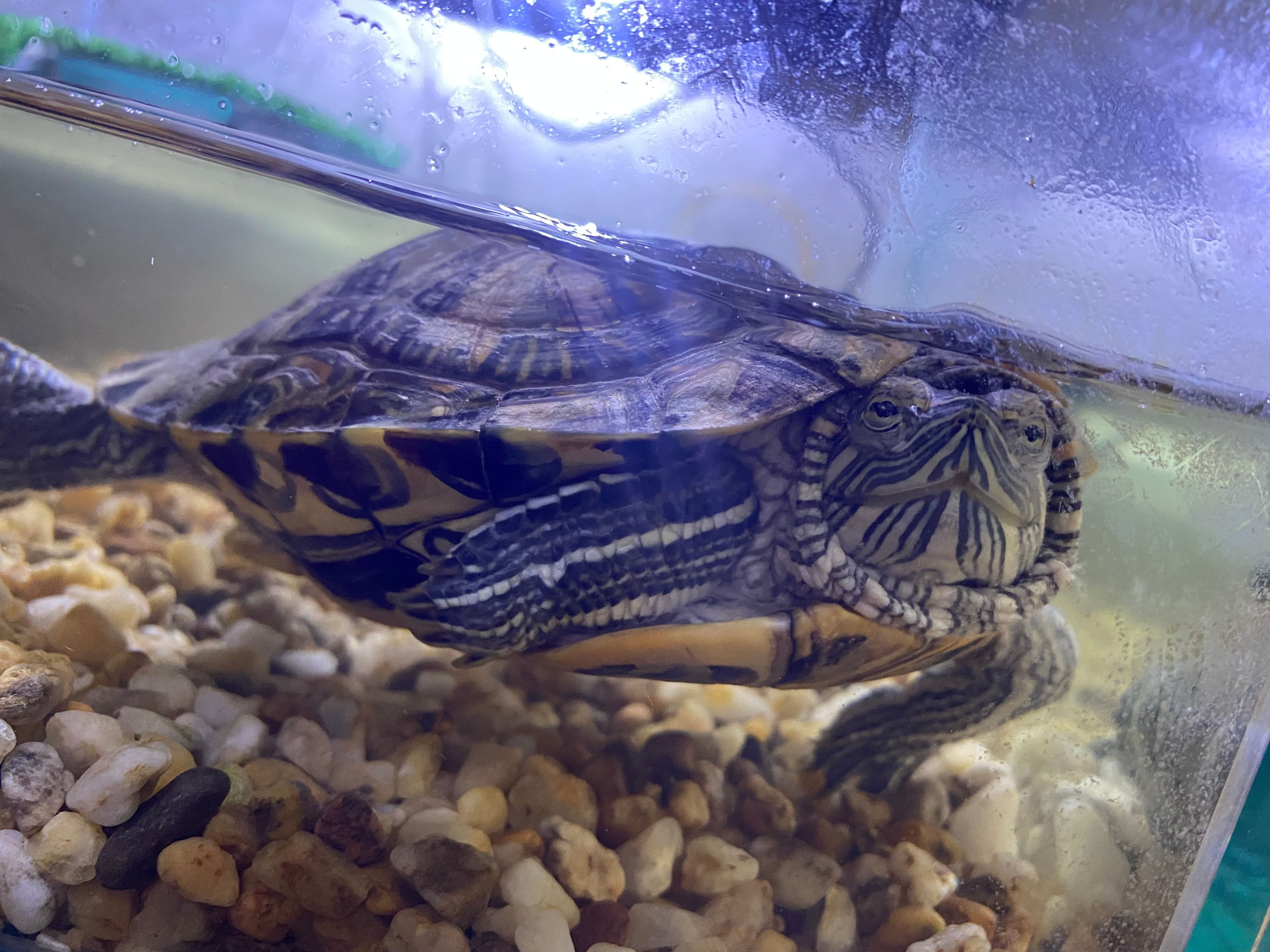 🐢 Tatlı Su Kaplumbağama Geniş ve Güzel Bir Yuva Arıyorum, Kırmızı Yanaklı Su Kaplumbağası Kaplumbağalar, Başakşehir / İstanbul