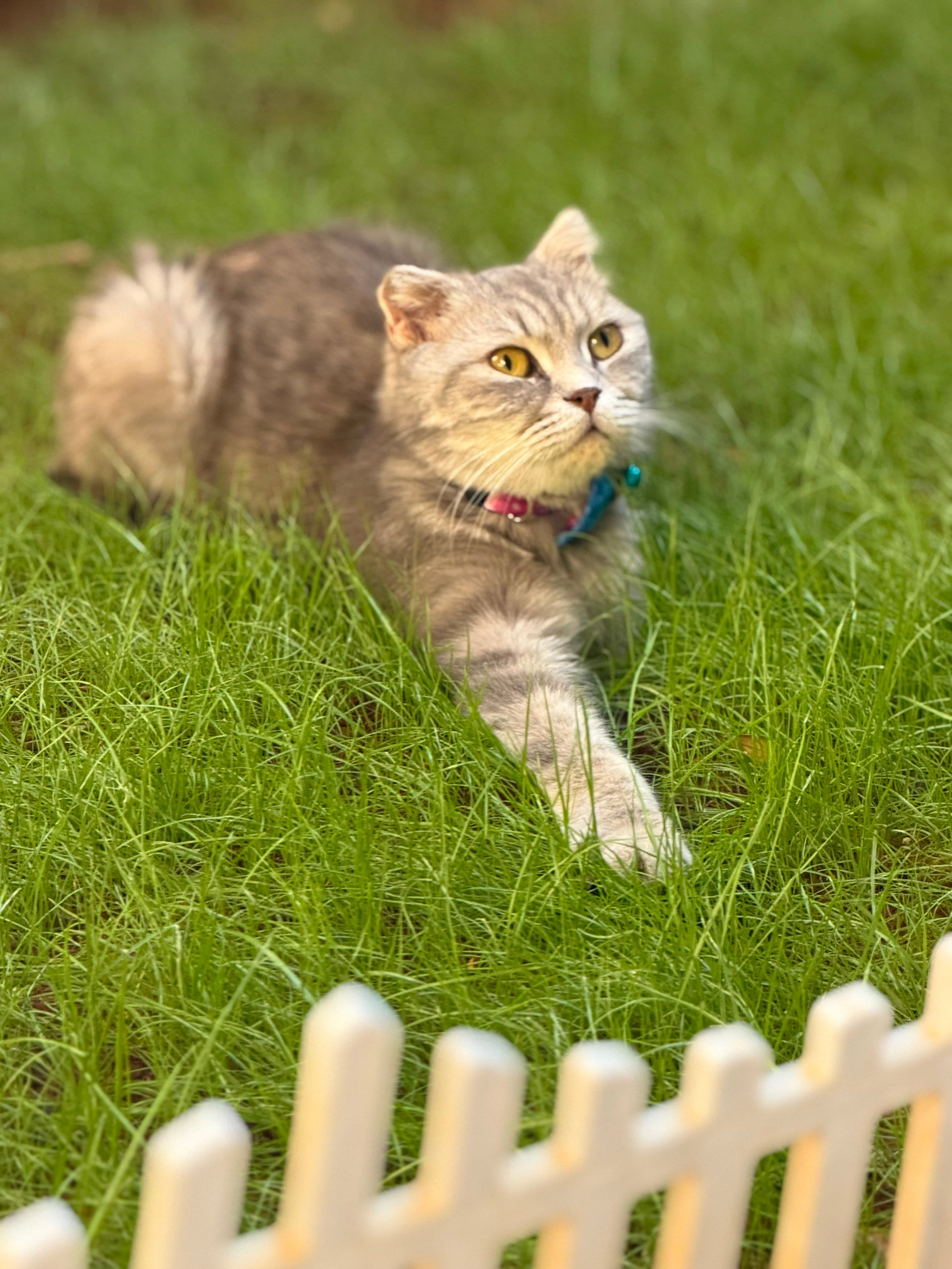 Sahiplendirme, Scottish Fold Kedi, Şahinbey / Gaziantep