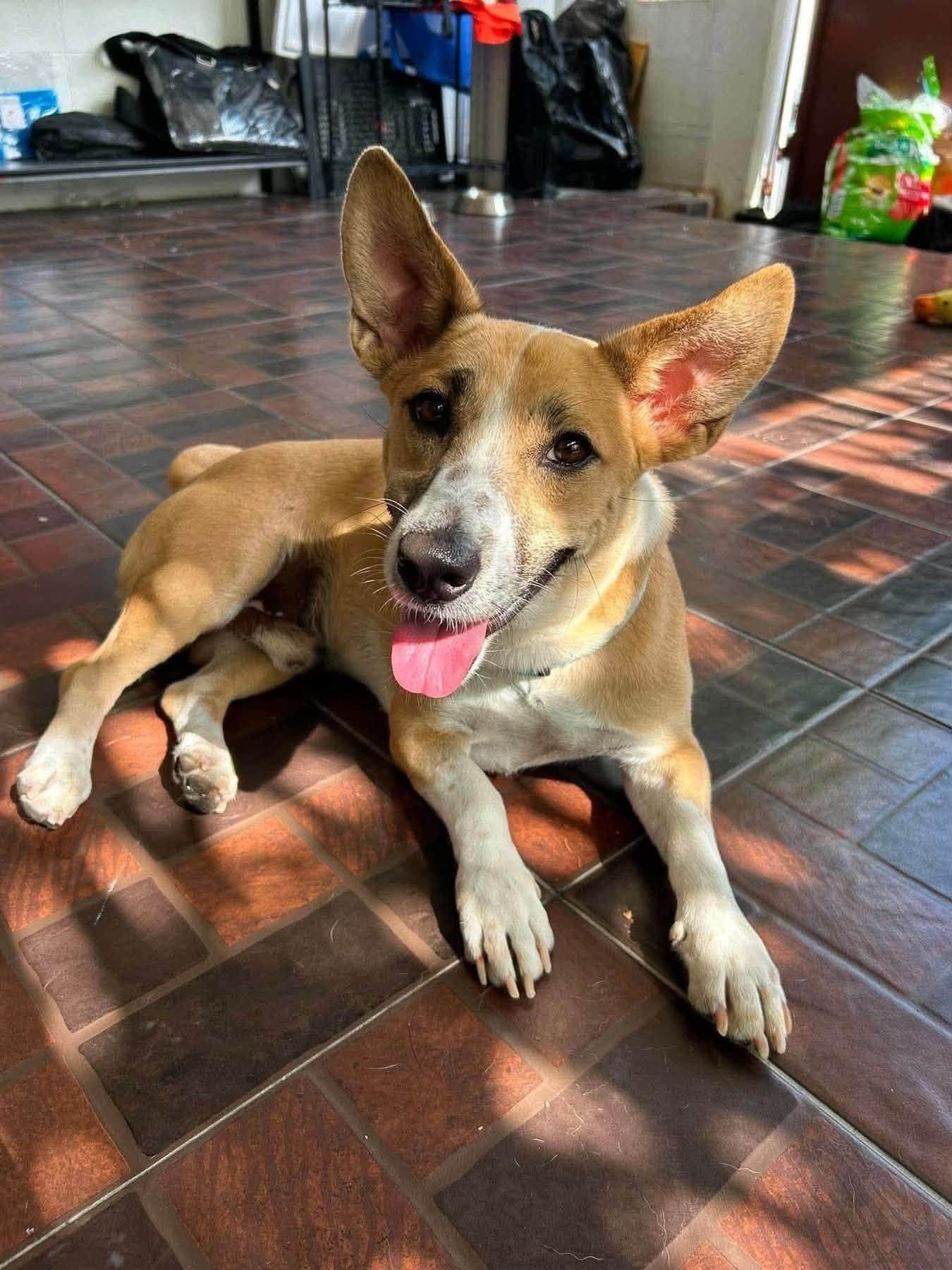 Genç kızımıza güzel bir yuva arıyoruz - Terrier Köpek - Çanakkale