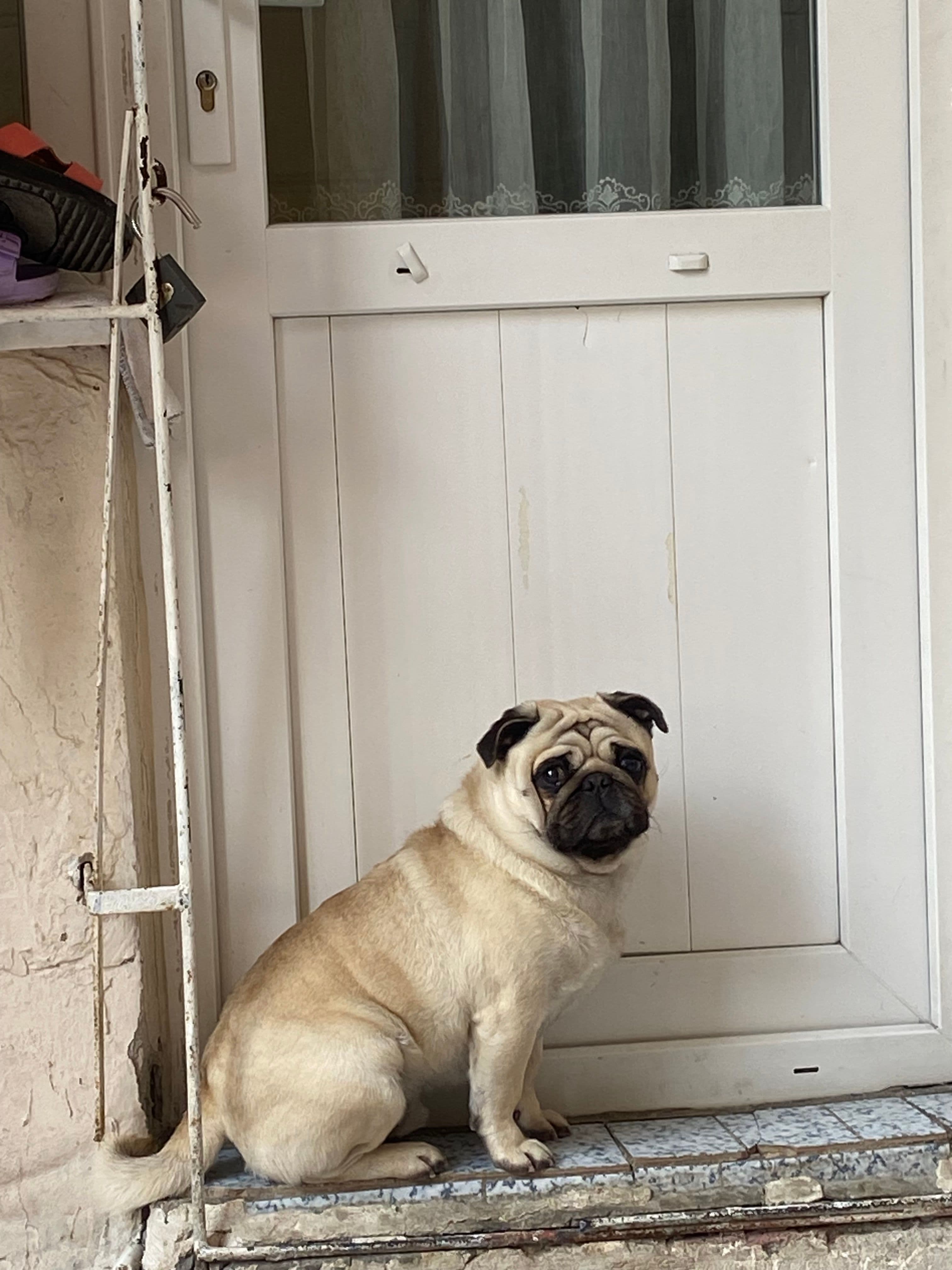 Askere gideceğimden bakacak birisi lazım İstanbul’da, Pug Köpek, Güngören / İstanbul