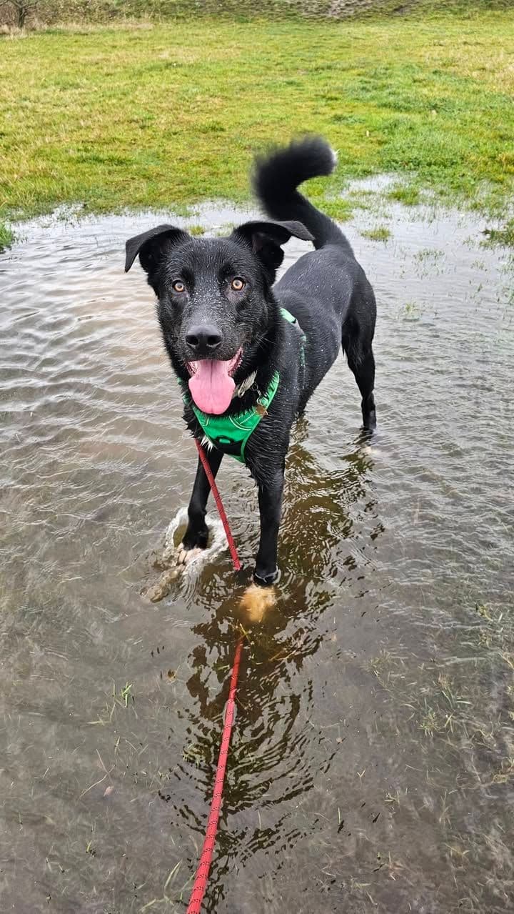 Aktif Yaşamı Sevenlere Harika Bir Yol Arkadaşı, Labrador Köpek, Gelibolu / Çanakkale