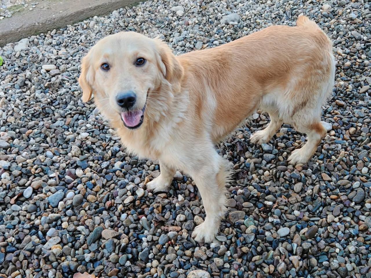 İnsan Canlısı, Enerjik Golden Retriever Sahiplendirme, Golden Retriever Köpek, Tuzla / İstanbul