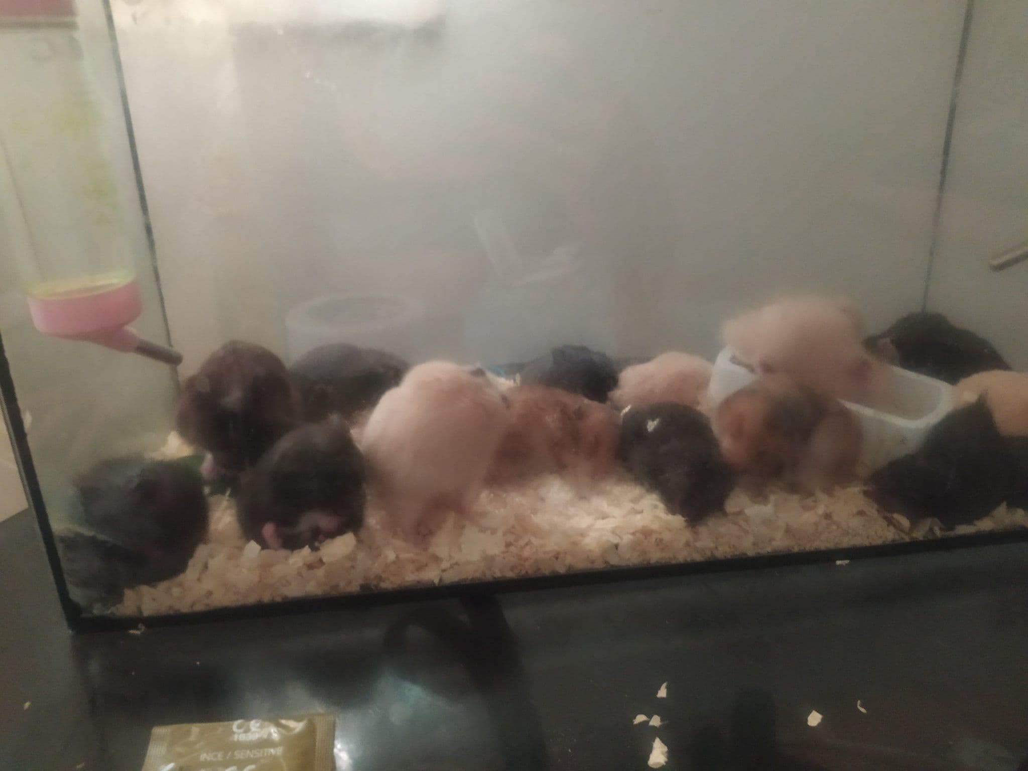 Hamster, Suriye Hamsterı Hamster, Keçiören / Ankara