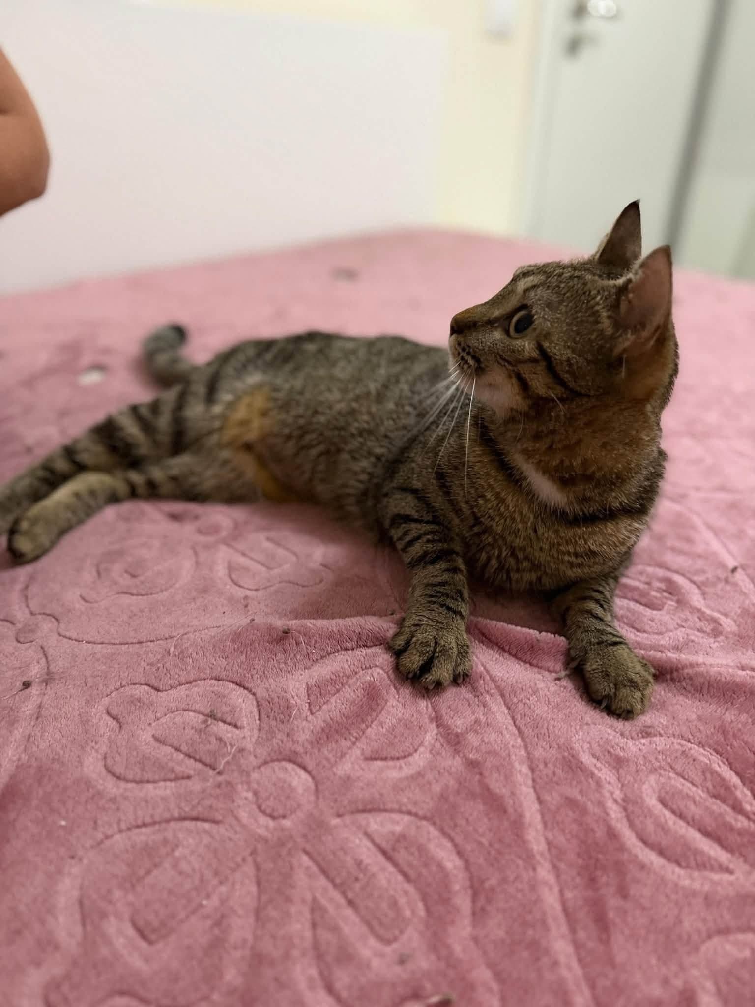 Evini bu tekirle paylaşmak isteyen var mı? - Tekir Kedi - Kırıkkale