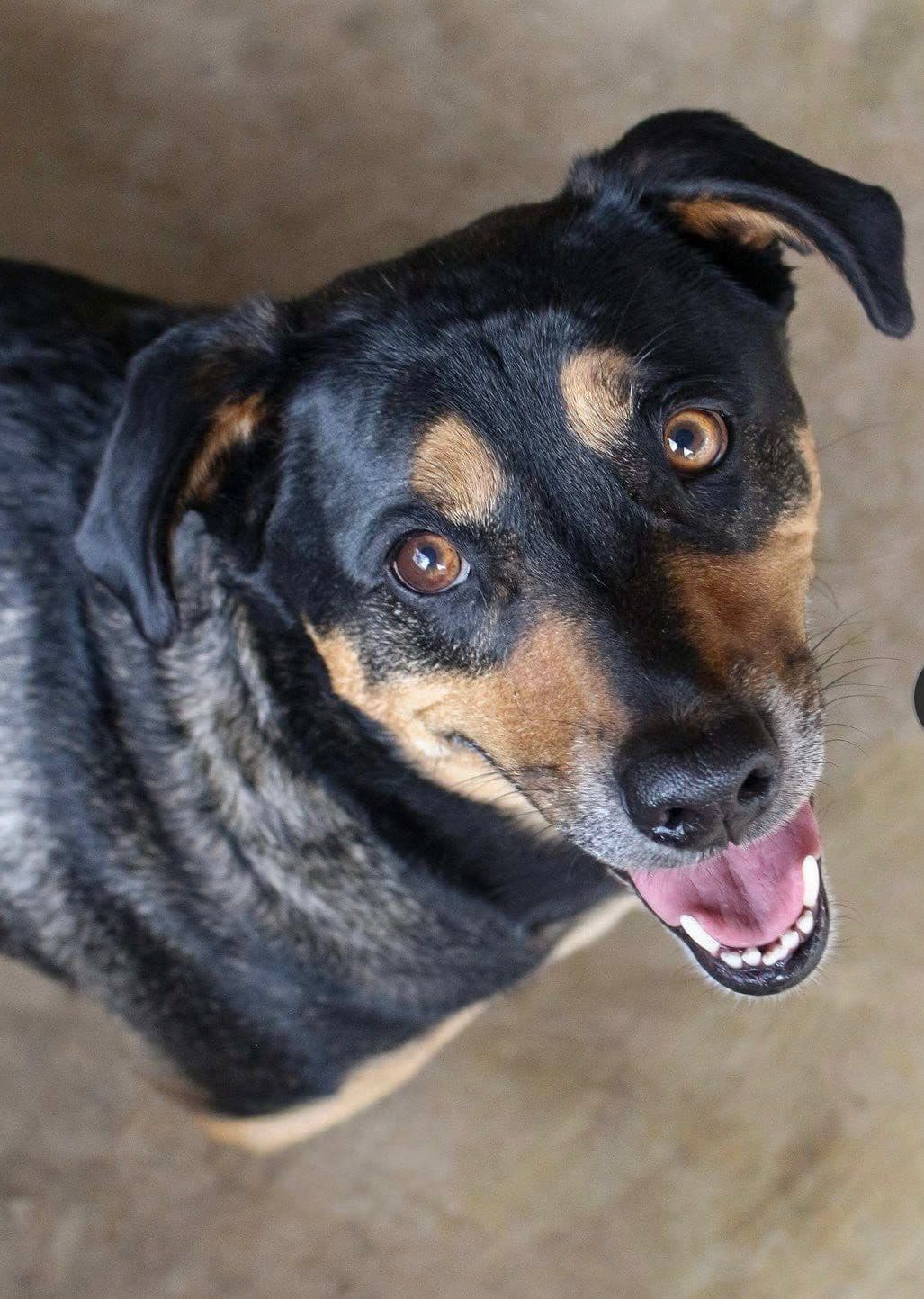 Kara Oğlanı Sahiplendiriyoruz, Karışık / Melez Köpek, Sındırgı / Balıkesir