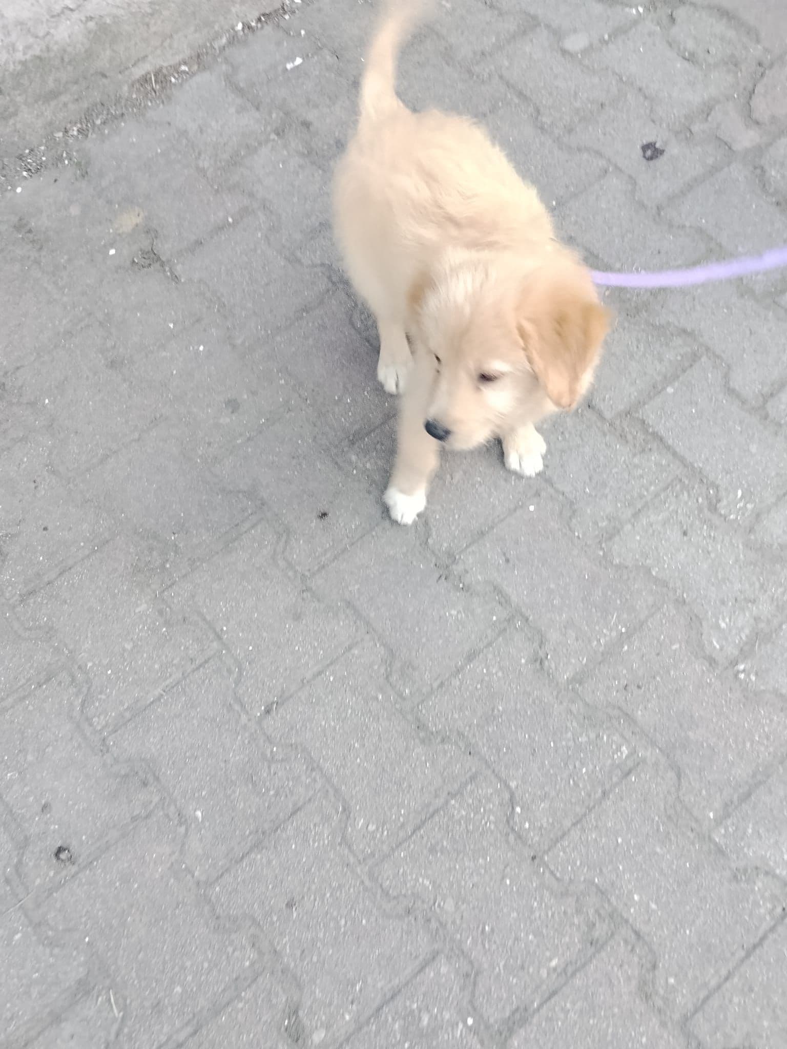 Golden retreiver yavru köpek, Golden Retriever Köpek, Pendik / İstanbul