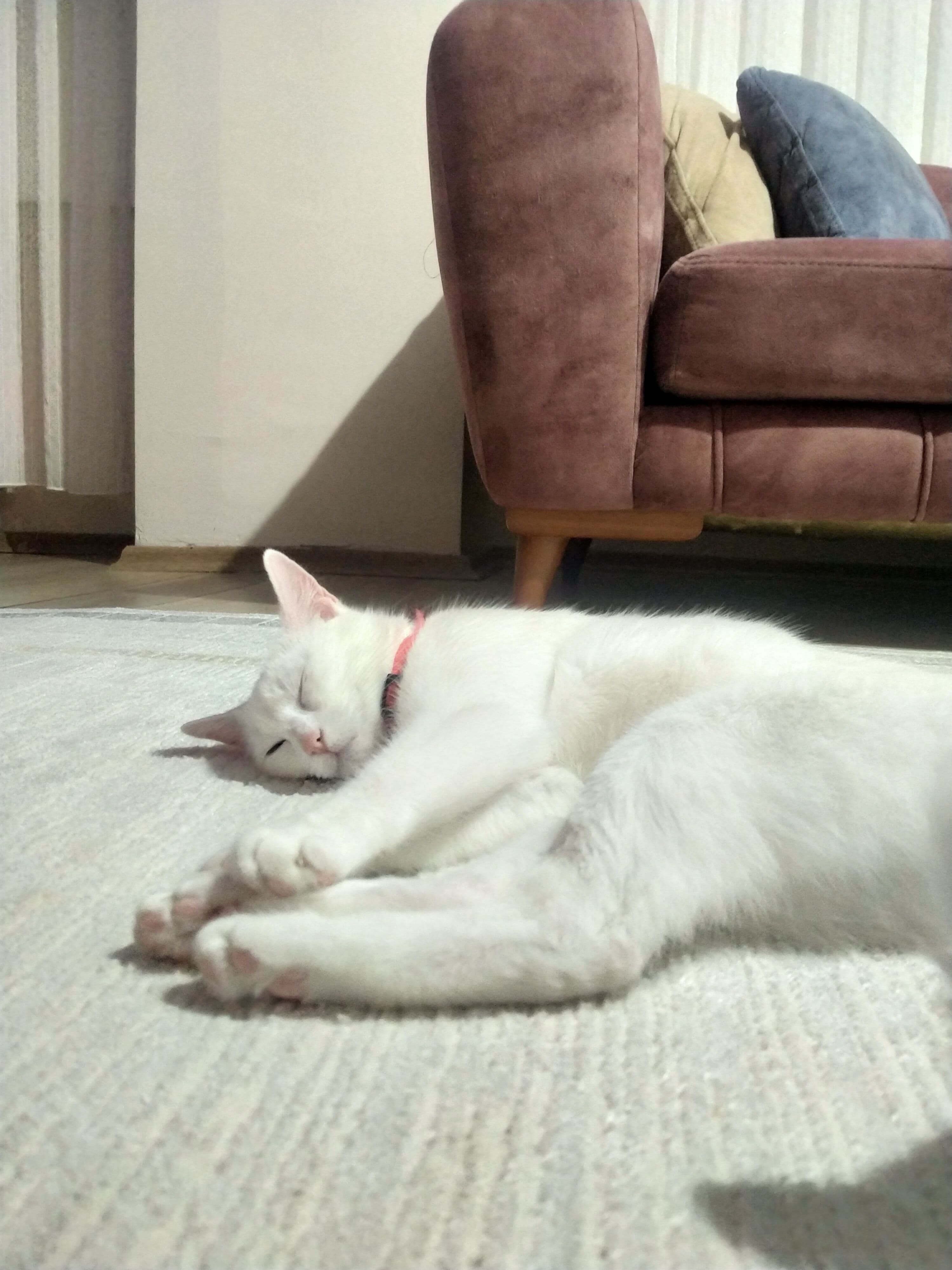 Kedim kayıp lütfen yardım edin, Van Kedisi Kedi, Merkez / Tokat