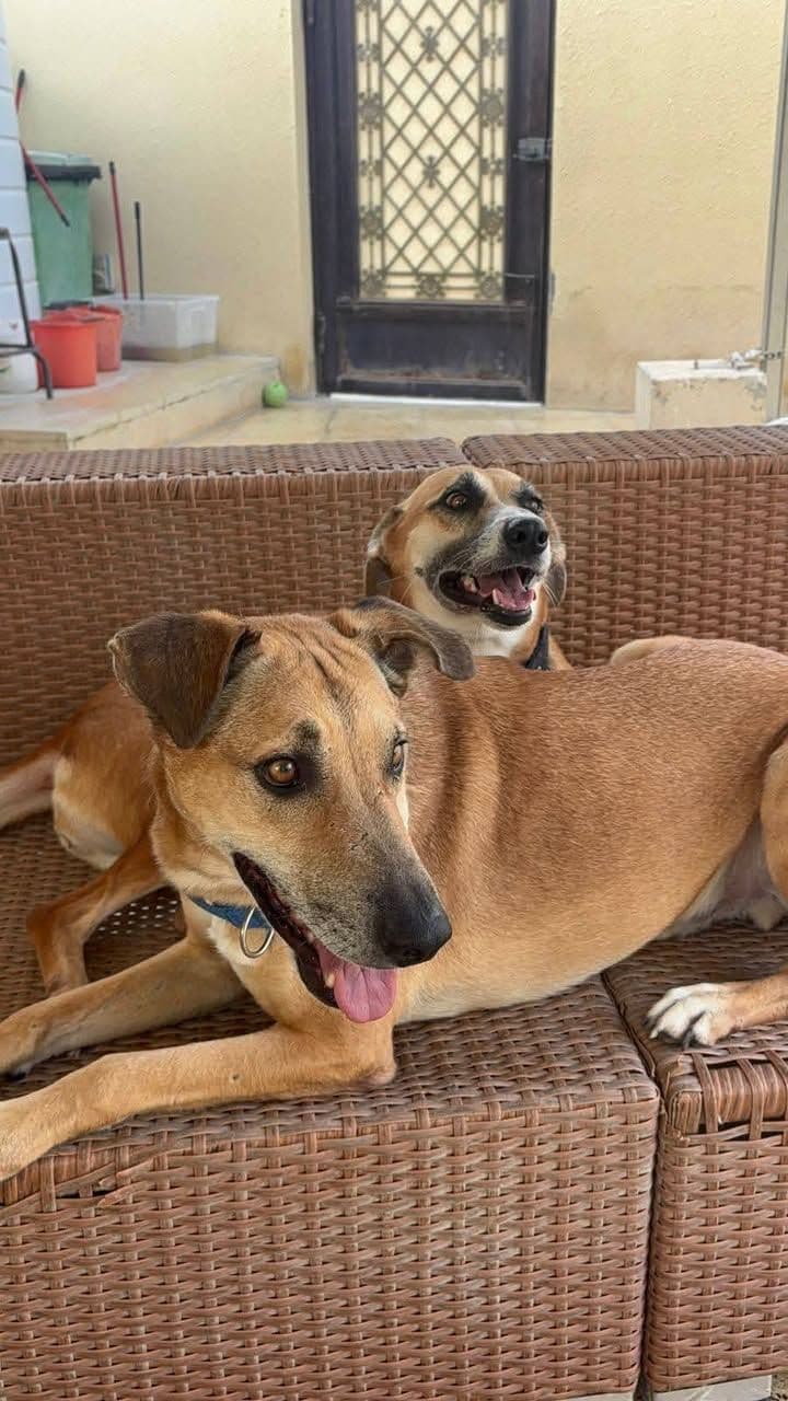Bahçeli Evde Yaşamaya Alışkın, İnsan Canlısı Sadık Dostlar, Diğer Köpek, İpsala / Edirne