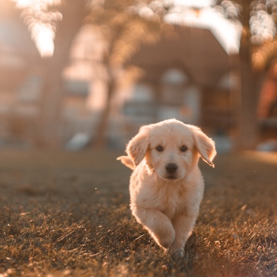 Köpek Oyuncağı Seti 3lü
