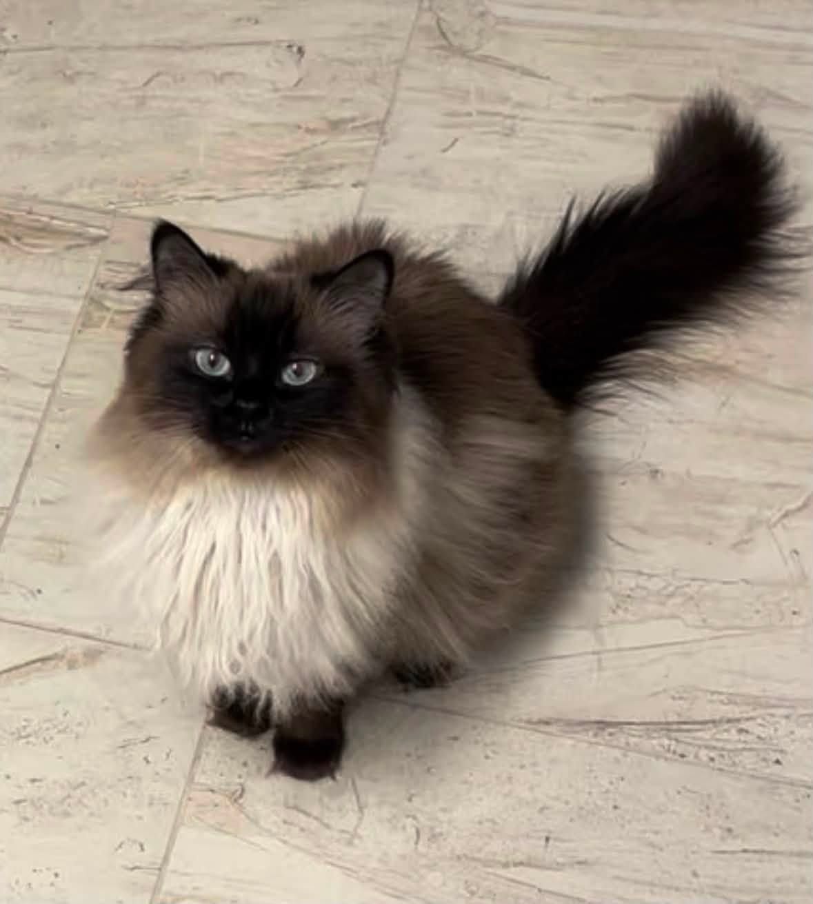 Kucak Sevdalısı Asil Himalayan/Ragdoll Oğlumuz - ÜCRETSİZ Yuvalandırma