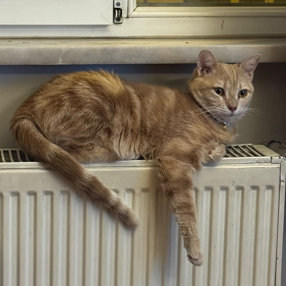 kedi suzi
