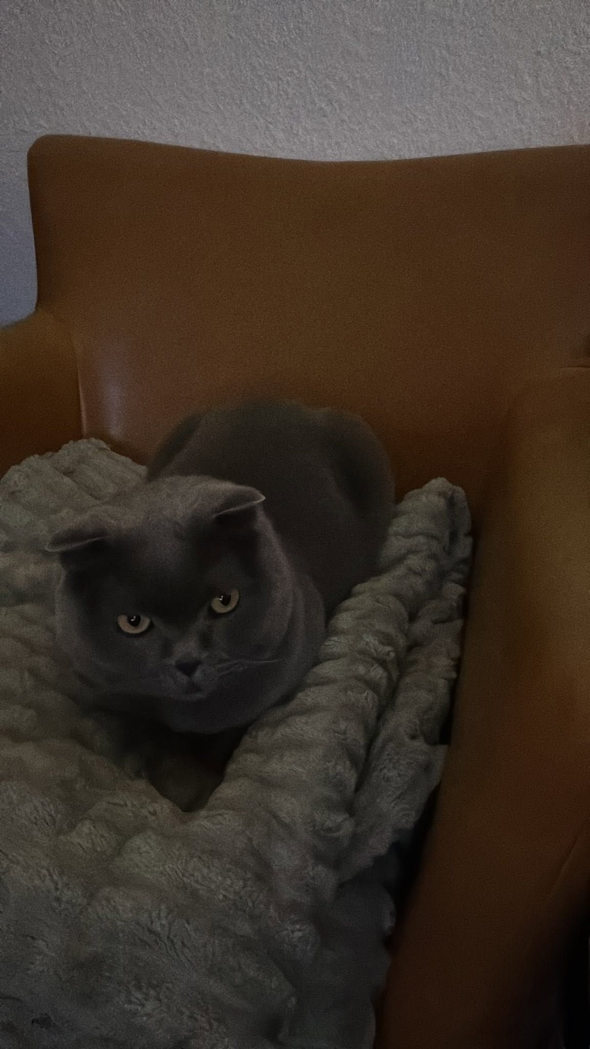 Alerji Nedeniyle Zorunlu Sahiplendirme - 2 Yaşında Scottish Fold (Mavi/Duman)