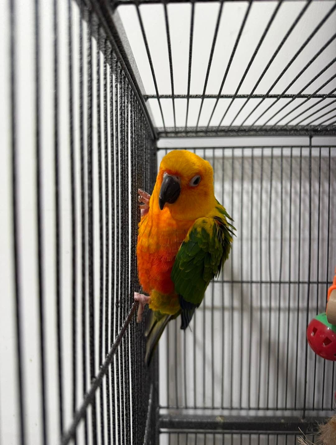Oyuncu Sun Conure Papağanı - Kuş - Iğdır