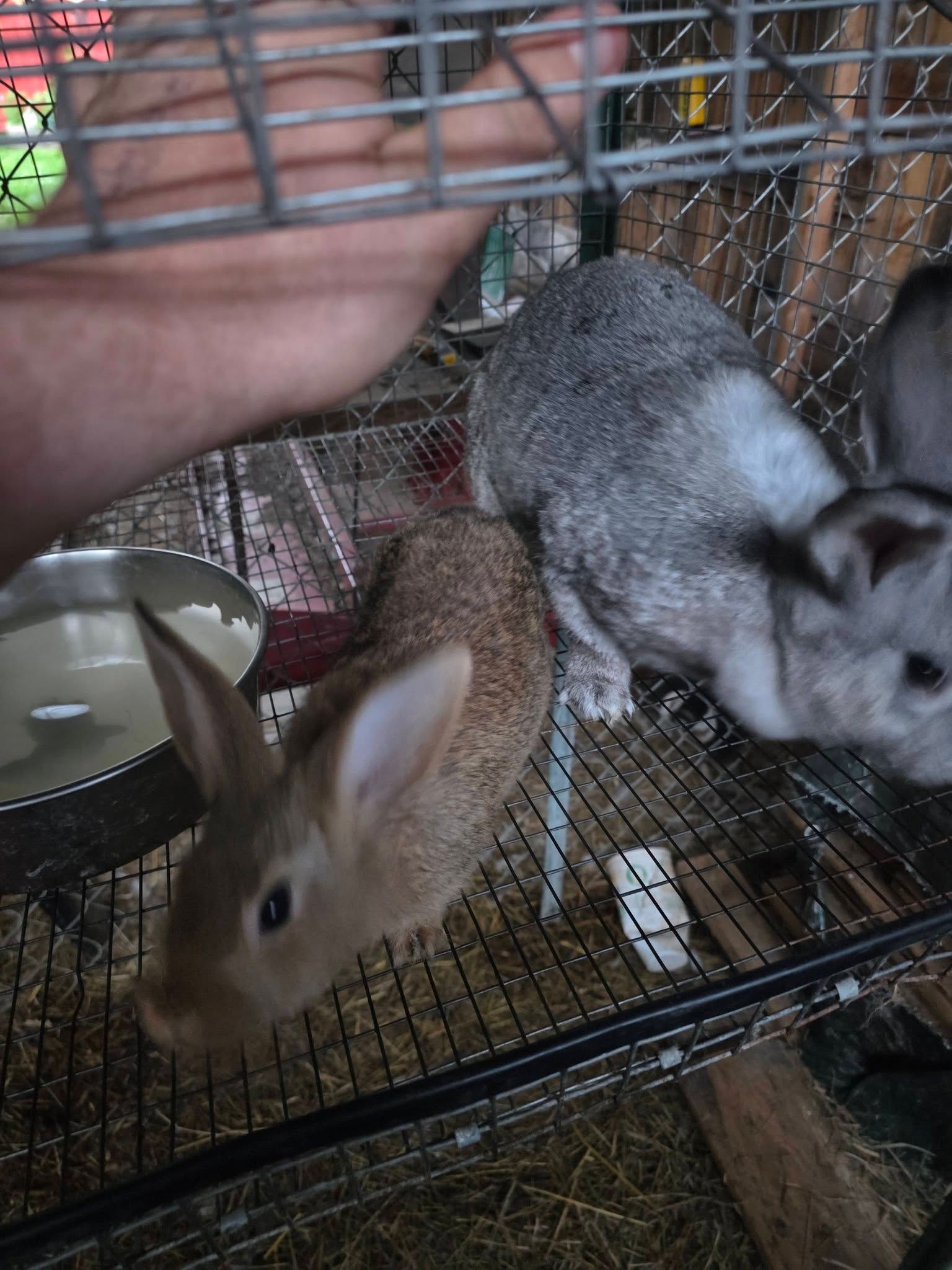 Sevecen ve Sağlıklı Mini Tavşan Yavruları / Fiyatlı Devredilecektir! - Holland Lop Tavşan - Balıkesir