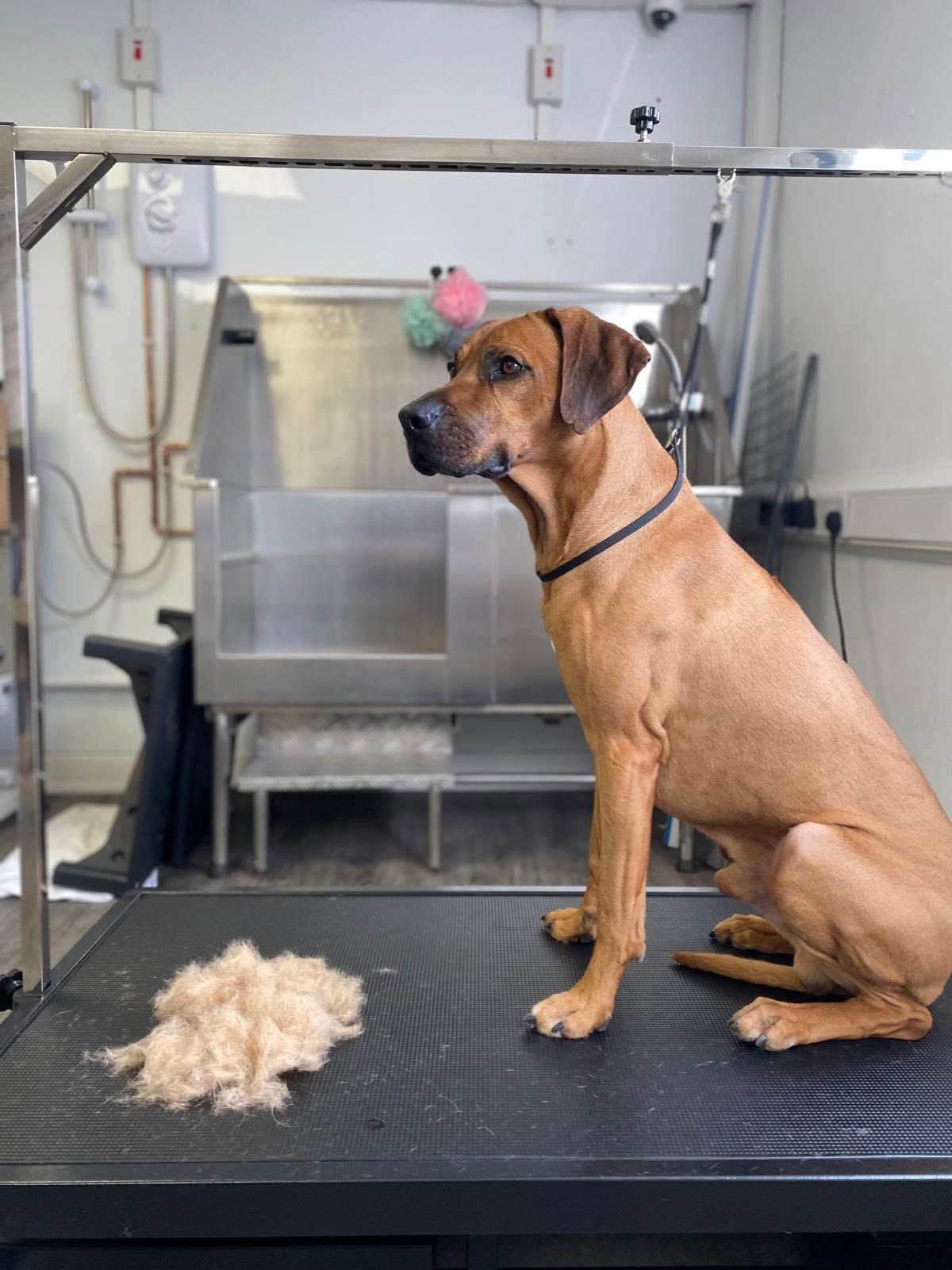 Asil ve Eğitimli Rhodesian Ridgeback Oğlumuz - Melez Köpek - Aksaray