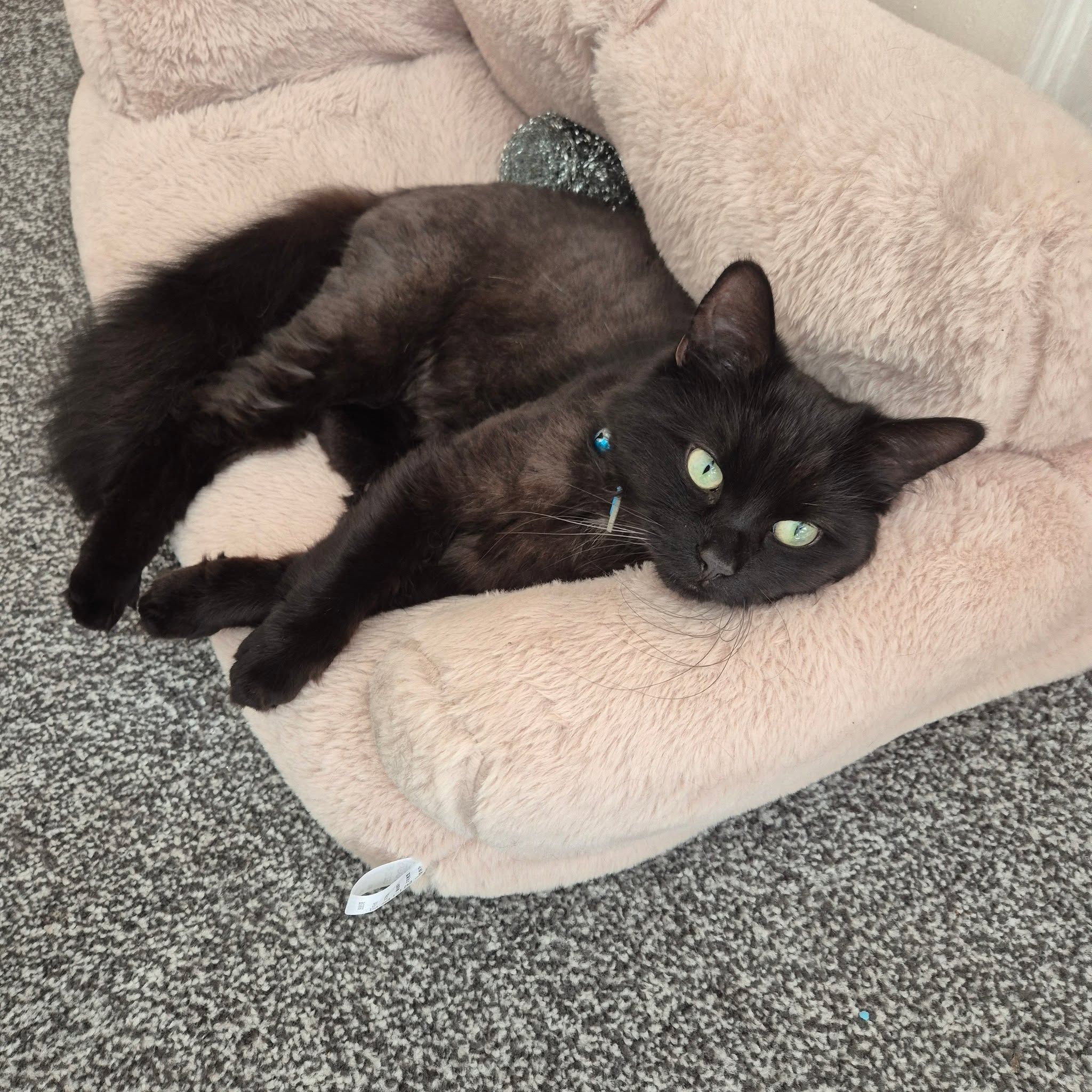 Yeşil Gözlü Kara Çocuğa Ömürlük Yuva! 🖤🐈⬛