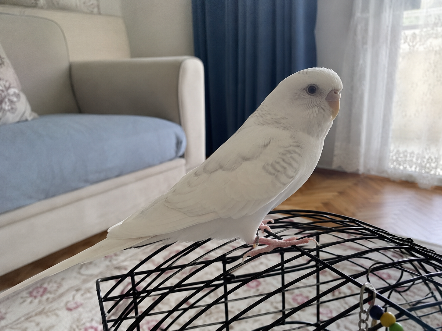Muhabbet Kuşumuz Yeni Sahibine Hazır - Muhabbet Kuşu - İstanbul