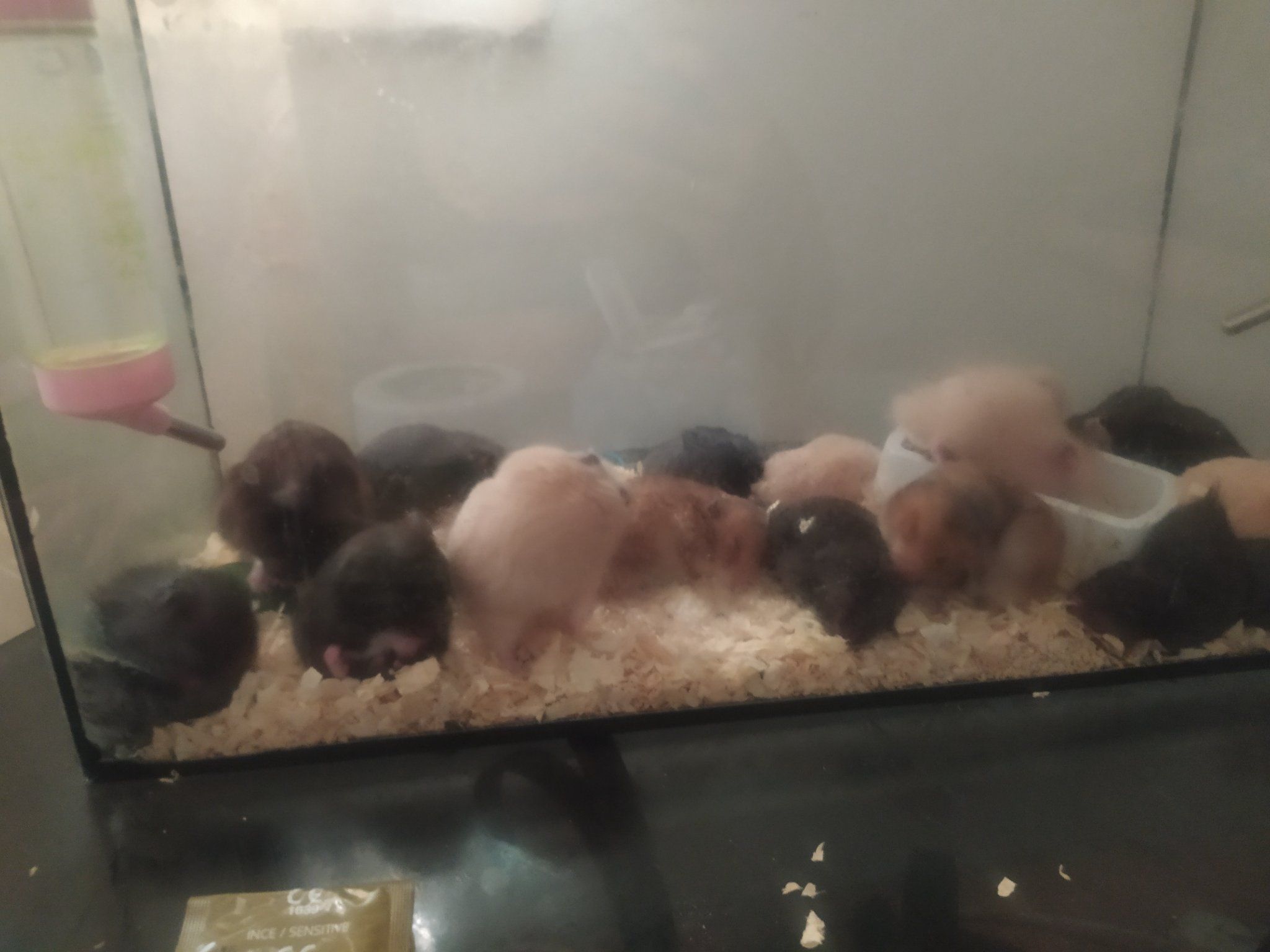 Hamster - Suriye Hamsterı - Ankara