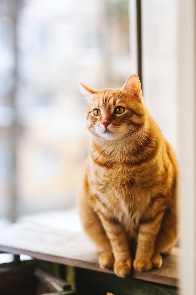 Kedi Maması Biberonu ve Aksesuar